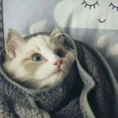 萌猫头像图片大全真猫超萌可爱图片2020