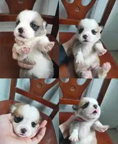 白色情人节出生的狗狗
