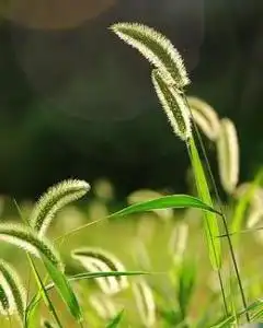 另一束狗尾巴草