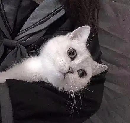 抱猫咪头像太赞了
