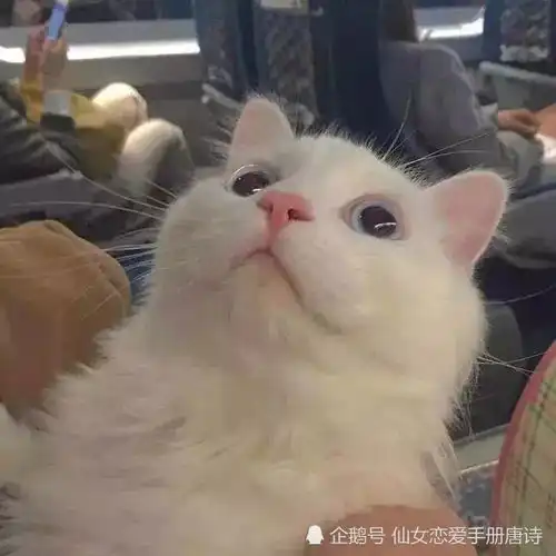 没有合不合适,爱只有懂与不懂