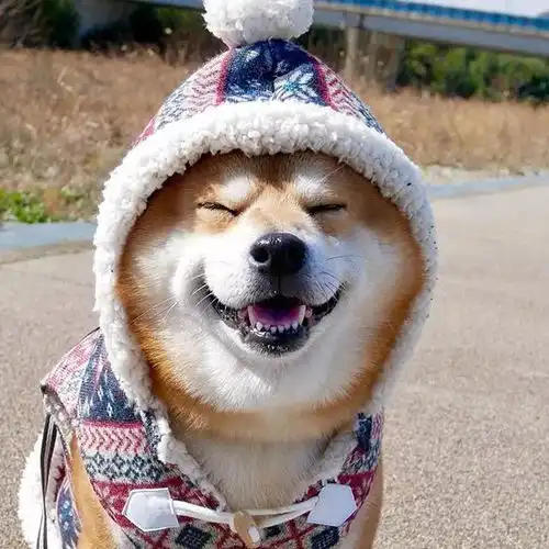 它的笑容承包了我今年的头像