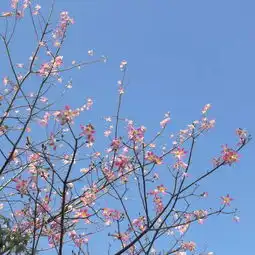 巴西美人树美丽异木棉