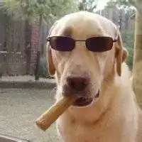 汪星人头像图片大全可爱微信头像图片大全