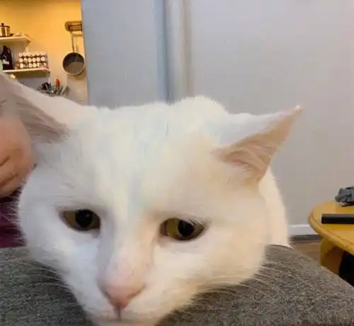 铲屎官忘记给猫咪喂食,回来后看到这一幕,网友还不赶紧赔罪
