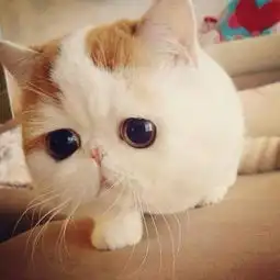 求这个猫咪的情侣头像
