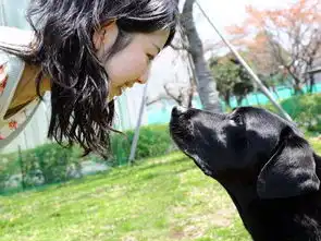 狗狗也会眉目传情用眼神向主人撒娇国际新闻bbrtv北部湾在线