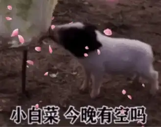 表情猪拱白菜表情包