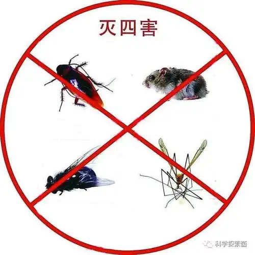 恶心的蟑螂为什么难消灭