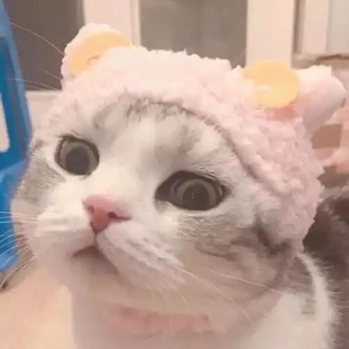 可爱萌宠萌娃头像
