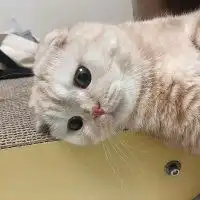 动物头像