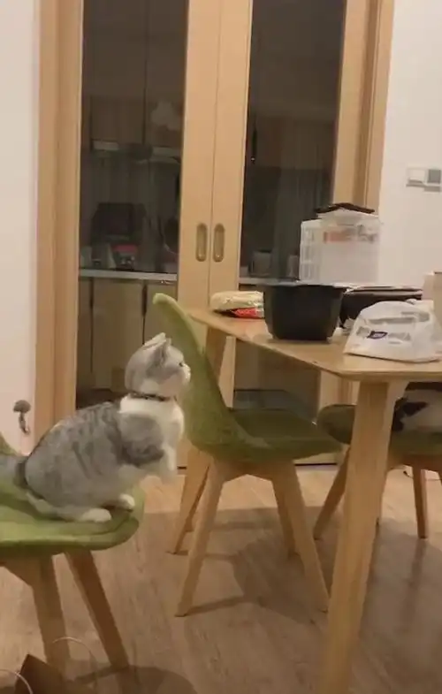 猫咪惦记桌子上的食物,跳上去发生意外,网友小短腿的忧伤