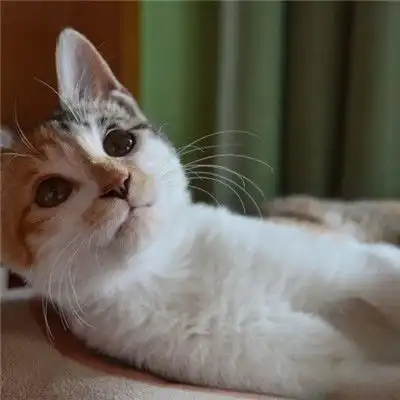 测试一个超长简介的文章