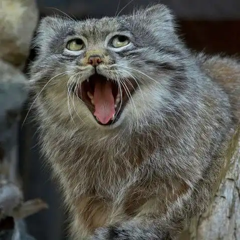 进阶式吸猫图鉴这些野生大猫你认识几个