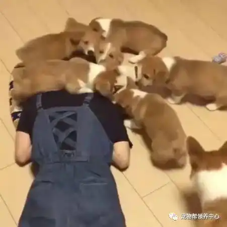 测试一个超长简介的文章