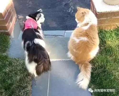 整整两年,橘猫终于成功追到女神猫