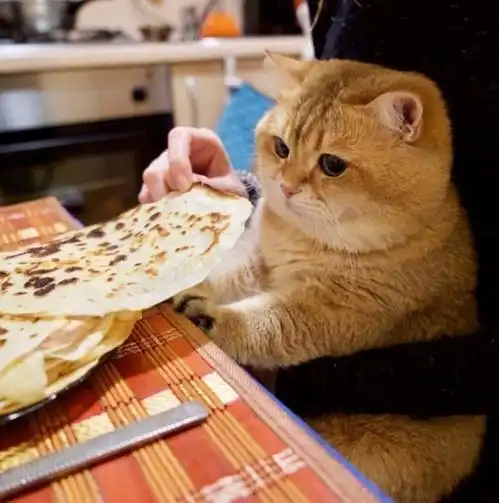 同样都是喵星人,为什么有的猫乖巧软萌,而有的猫皮的不行