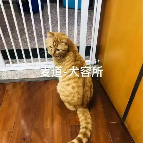 今年我们给百来只毛孩子们找到了家