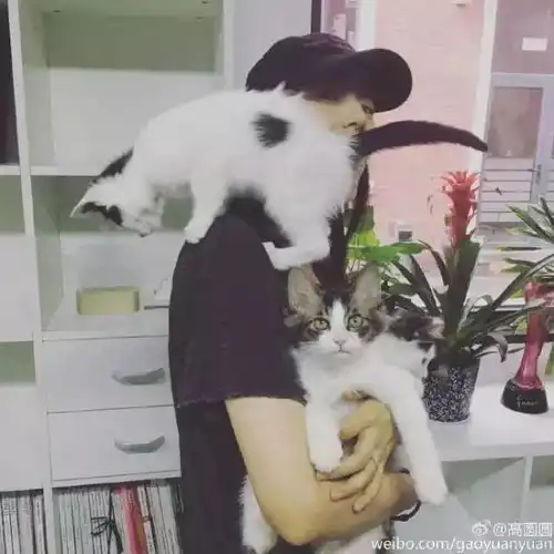 高圆圆和俞飞鸿从18岁到45岁越活越美,她们才是时光杀不死的真女神