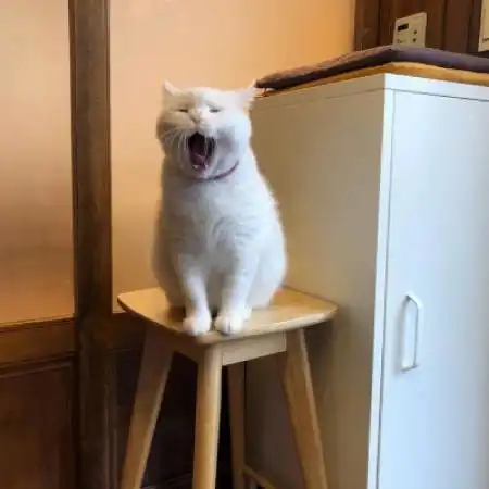 可爱的小猫咪头像可爱猫咪想睡觉打哈欠的