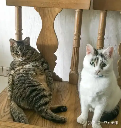养猫人最讨厌听到别人说什么话