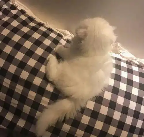 动物情侣头像