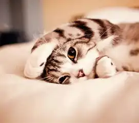 小猫的情侣头像
