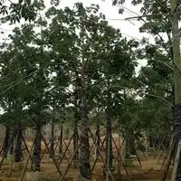 三角梅盆景福建三角梅盆景三角梅盆景特价苗漳浦县马口好客园艺场13599656861