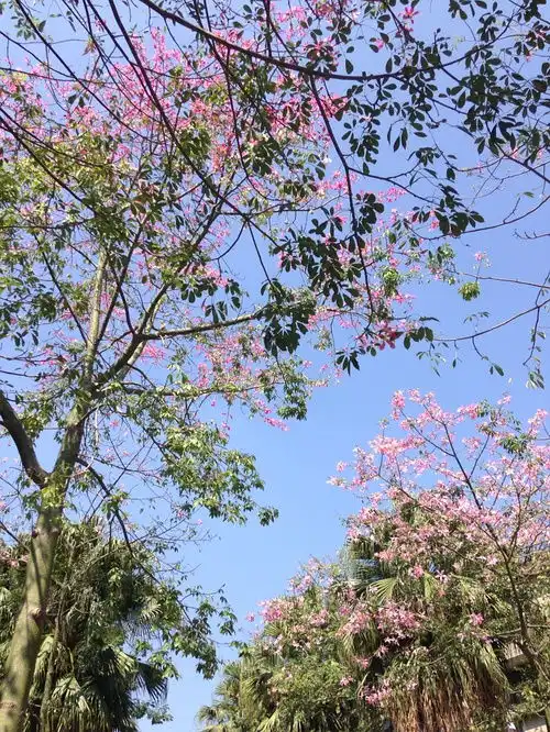再来一组美丽异木棉