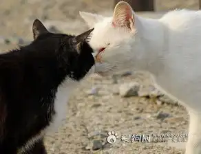 求一对情侣qq头像只要猫咪和狗狗的最好是接吻那种你懂得嘻嘻
