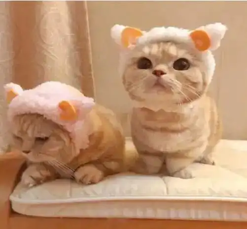 猫咪大叫的5个原因,铲屎官别错怪主子了