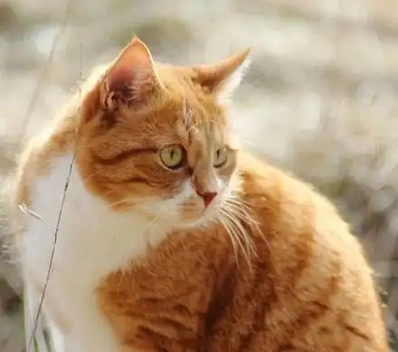 家有一猫如有一宝,但这宝宝也太有份量了吧