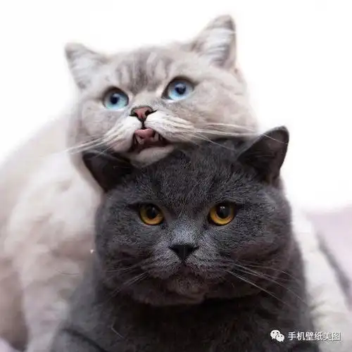 宠物头像大全萌,猫咪头像,狗狗头像高清