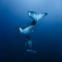 唯美的头像深海蓝鲸微信头像图片大全
