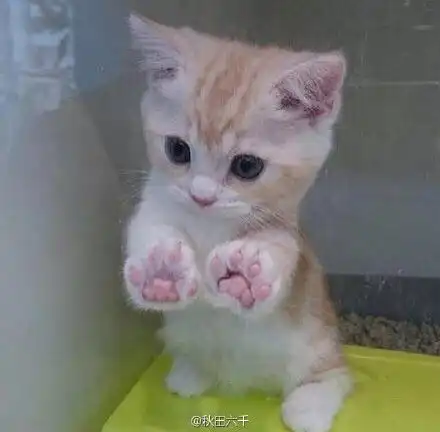 萌哒哒的小猫崽,简直从头到尾都是暴击