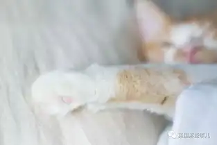 别人怀胎分娩拍纪念照他俩领只猫也来了一全套