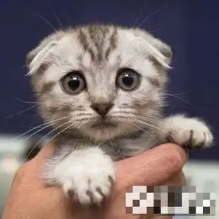 爆笑猫咪表情有多传神