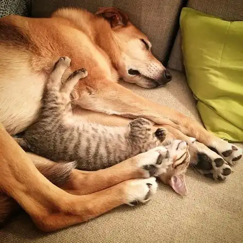 身为一只男狗狗,这只汪却成为了60只小奶猫的贴心妈妈