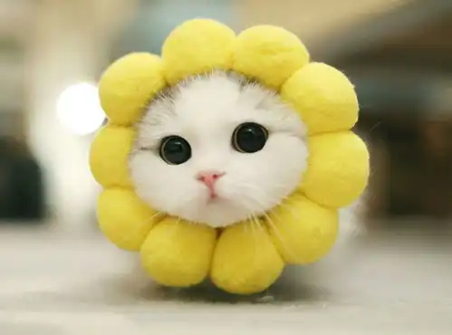 头像萌萌哒小猫咪
