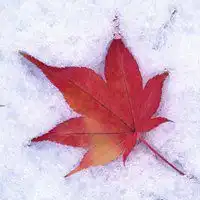 雪景头像图片茫茫白雪雪景头像