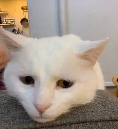当一只猫没了梦想会是什么样子感觉整个猫都不好了