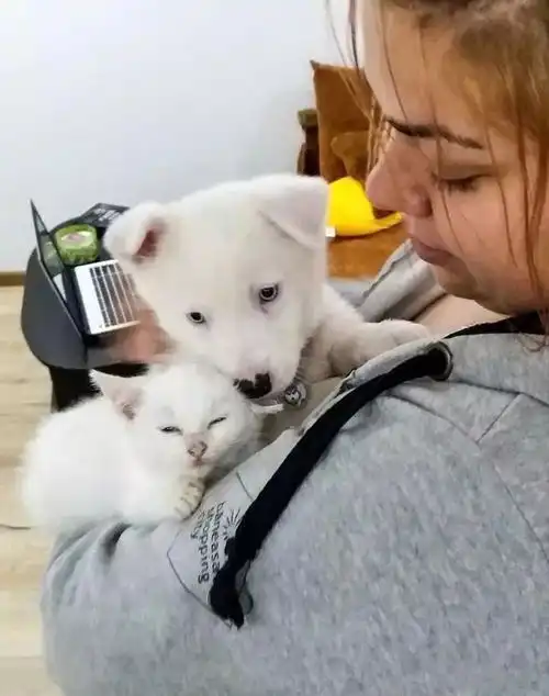 计划养只猫陪狗子,结果从天而降一只流浪猫,连情侣装都穿好了