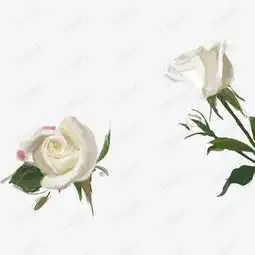 白色手绘玫瑰花素材图片免费下载高清节日素材png千库网图片编号7129994