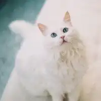 萌萌的小猫头像图片微信头像图片大全