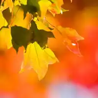 好看的秋天的,夏天的唯美绿色树叶头像图片一片片叶子,很可人