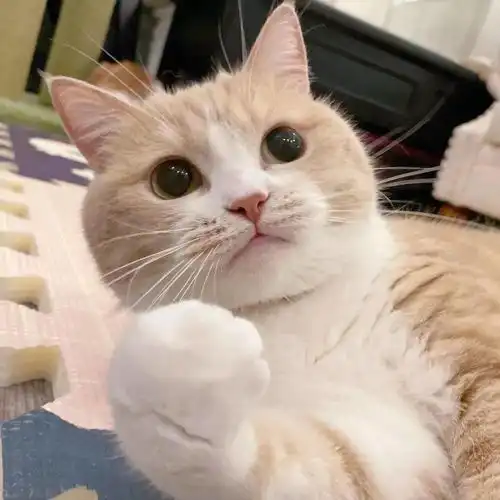 情侣头像谈恋爱吗床分你一半