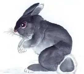 十二生肖