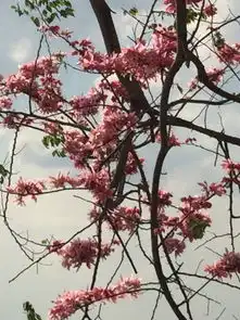 请问一下这是什么花