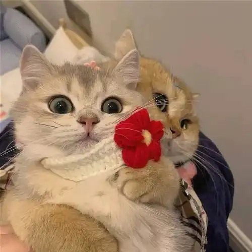 性价比高的猫粮有什么,其中全价猫粮怎么样