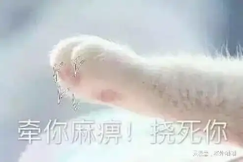 冷知识你家的主子是左撇子还是右撇子
